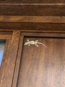 帰り際にお出迎え？