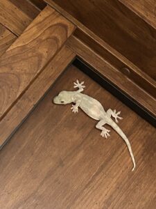 拡大してみるとくりっとした黒い瞳だ